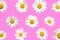 Floral spring summer background pattern camomile on pink