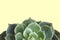 Floral succulent background on a yellow background with copy space