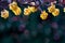 Floral summer background. Beautiful inflorescences of yellow flowers on a purple and dark green background. Artistic summer image.