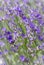 Floral summer background of blooming lavender. Violet lavender flowers. Abstract lavender blossom background. Soft focus