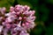 Floral summer background, soft focus. Blooming lilac. Blurred ba