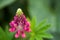 Floral summer background, soft focus. Blooming Lupin.