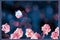 Floral summer and spring gentle background. Beautiful inflorescences of pink flowers and butterfly on a blue background.