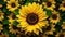 floral sunflower swatch