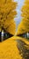 Floral Surrealism: The Yellow Trees Lining A Long Street