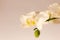 Floral tropical design orchid element for cosmetics, perfumes, cosmetics