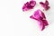 Floral tropical design orchid element for cosmetics, perfumes, cosmetics