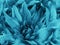 Floral turquoise beautiful background of Chrysanthemums. Wallpapers of turquoise flowers. Closeup,