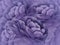 Floral violet background. A bouquet of purple flowers. Close-up. floral collage. Flower composition.