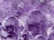 Floral violet background from roses. Flower composition. Flowers with water droplets on petals. Close-up.