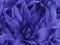 Floral violet beautiful background of Chrysanthemums. Wallpapers of blue-purple flowers. Closeup,