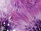 Floral violet-purple background. Flowers dahlias close-up on a bright pink background. Flowers composition.