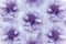 Floral watercolor white-violet background. Flowers daisies close-up on a light violet background. Flowers composition.