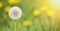 Floral web banner, blowball flower, spring forward, springtime or summer concept