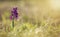 Floral web banner, purple flower, spring forward, springtime concept