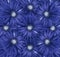 Floral white-blue background. A bouquet of flowers from blue gerberas. Close-up.