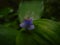 FLoral wildflower Spiderwort tradescantia genus