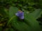 FLoral wildflower Spiderwort tradescantia genus