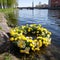 Floral wreath with dandelions flowers floating on water. Beautiful big yellow floral wreath floating in a pond. Yellow floral