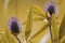 Floral yellow background. Wildflowers purple clover on a bokeh background. Close-up. Soft focus.