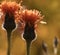 Floral yellow-orange-brown background. Wildflowers in the sun`s rays. Close-up. Soft focus.