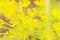 Floral yellow plant spring background in defocus. Yellow umbellate flowers