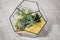 Florarium Glass vase with succulent plant. Miniature cactus in a