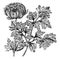 Flore-Pleno Variety of Anemone Coronaria vintage illustration