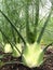 Florence Fennel