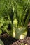 Florence fennel bulb growing in soil