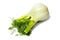 Florence fennel bulb on white