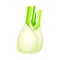 Florence Fennel or Finocchio Bulb as Raw Crisp Vegetable Vector Illustration