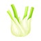 Florence Fennel or Finocchio Bulb as Raw Crisp Vegetable Vector Illustration
