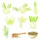 Florence Fennel or Finocchio with Swollen, Bulb-like Stem and Small Fruits Vector Set