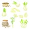 Florence Fennel or Finocchio with Swollen, Bulb-like Stem and Small Fruits Vector Set