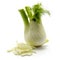 Florence fennel isolated
