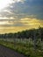 Florescence of apple trees in spring