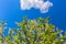 Florescence of bird-cherry on blue sky with cloud