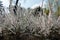 Florescence of Chinese dwarf cherry in spring