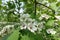 Florescence of Crataegus submollis in May