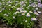 Florescence of Erigeron speciosus plant in June