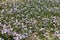 Florescence of Erigeron speciosus plants in June