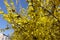 Florescence of forsythia against blue sky