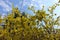 Florescence of forsythia against blue sky in March