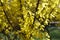 Florescence of forsythia bush in March