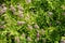 Florescence of Japanese meadowsweet in June