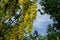 Florescence of Laburnum anagyroides against blue sky in mid May