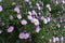 Florescence of light pink Michaelmas daisies
