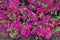 Florescence of magenta colored petunia