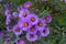 Florescence of New England aster i